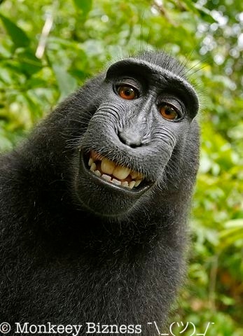 Monkey selfie with watermark resized via API to 50%
