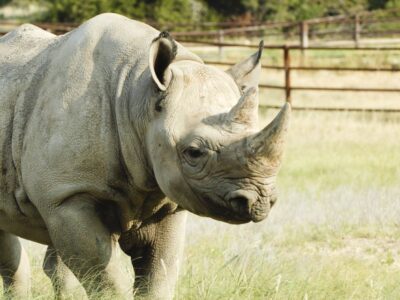 Rhino for Image Compression