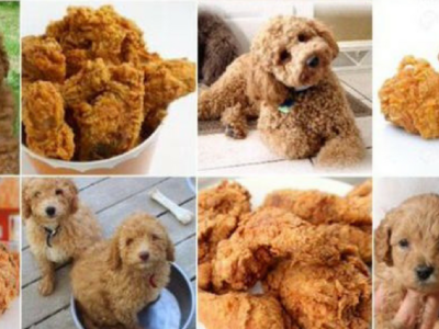 Object detection used for labradoodles and fried chicken