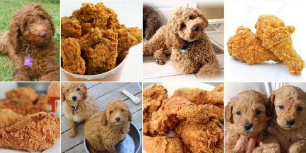 Object detection used for labradoodles and fried chicken