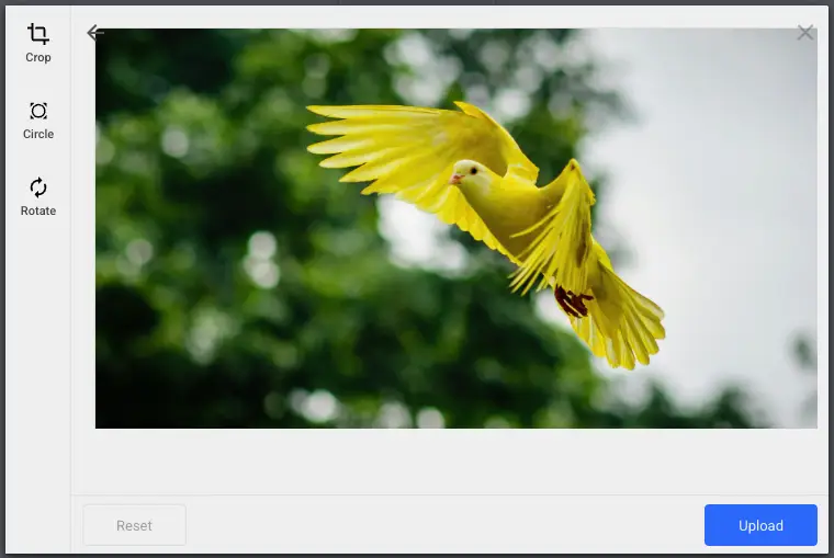 Selected image in the Filestack file picker